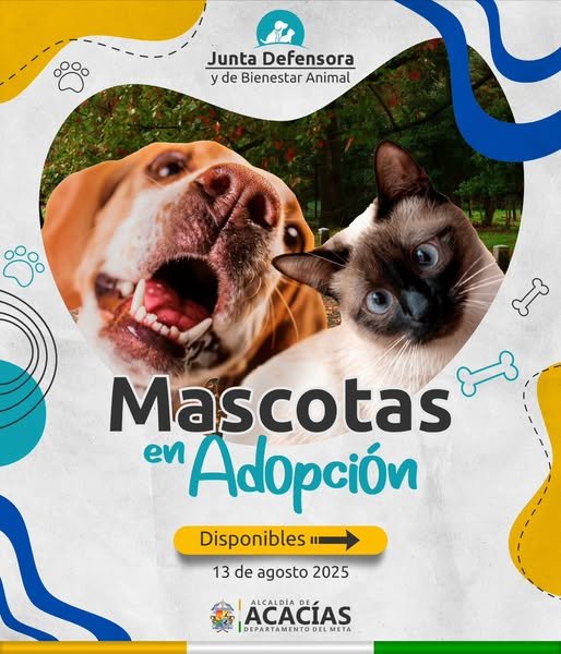 En los hogares de paso de Acacías hay muchas mascotas esperando una