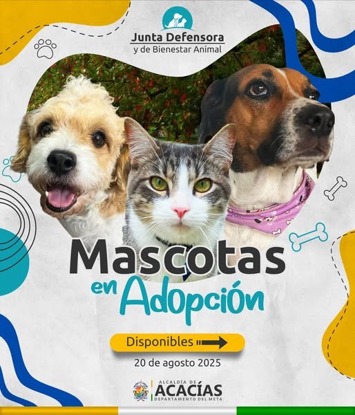 En los hogares de paso de Acacías hay muchas mascotas esperando una