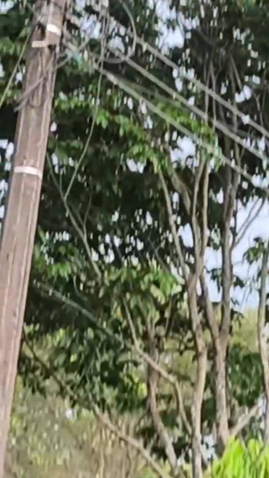 #Acacías #SinEnergía Desde la vereda San Cayetano de Acacías hacen un llamado