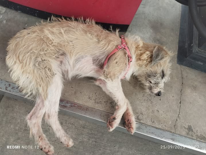 AYUDA PARA ENCONTRAR A SU FAMILIA! Desde ayer en la mañana, esta