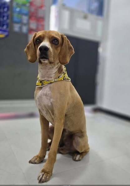 ¡Se busca a Caiser en Guamal! Se perdió un perrito llamado Caiser