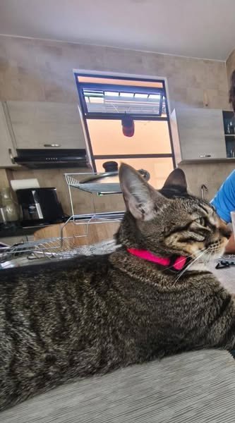 ¡AYUDA A ENCONTRAR A LINDA! Hola, buen día. Guamal es Noticia comparte