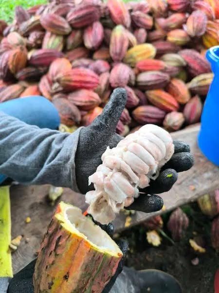 #DatoDelDía | El Cacao del Meta conquista los mercados internacionales ¡Orgullo metense!