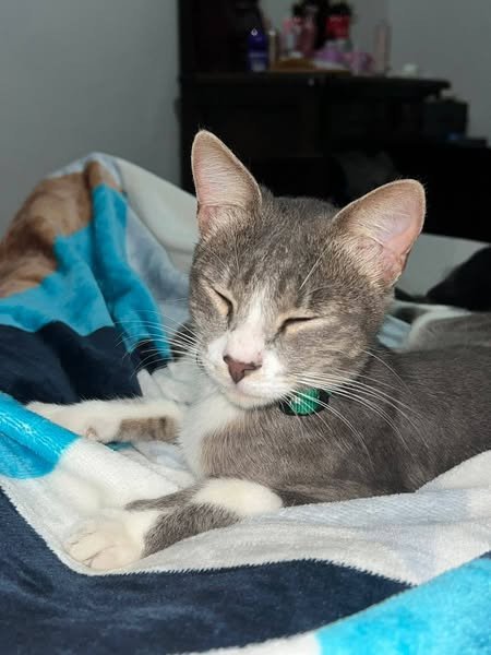 #Atención "Flaco" se perdió desde el pasado Domingo de la calle 14