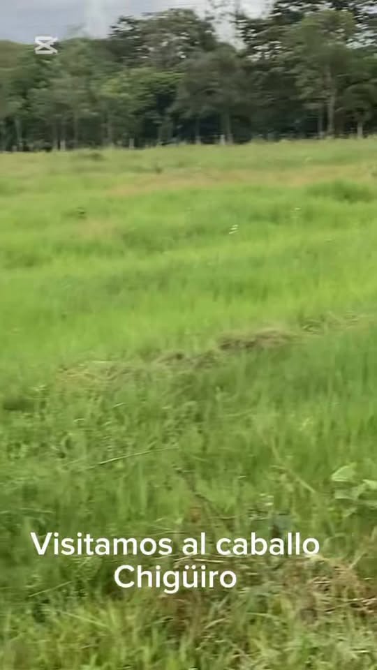#Acacías #Chigüiro Hoy sábado nos fuimos a visitar a Chigüiro en la