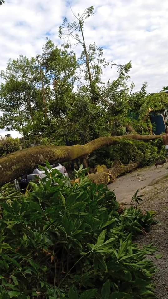 La caída de un árbol ocasionó daños materiales hace algunos minutos en
