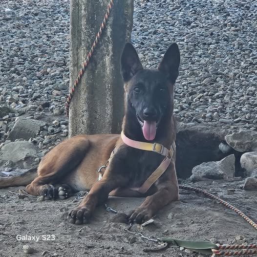 AYÚDANOS A ENCONTRARLA – NUESTRA FAMILIA ESTÁ DESECHA El pasado 18 de