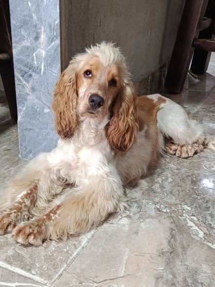 #Acacías Está perrita llegó el 23 de diciembre extraviada a un local