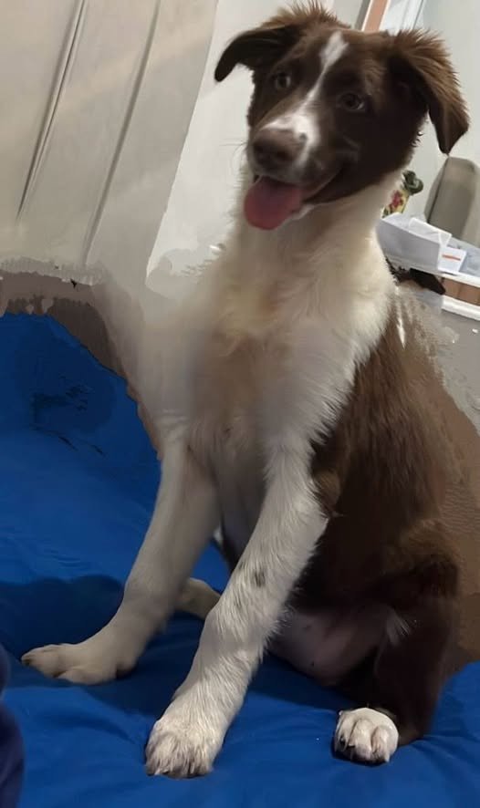 Se llama KIRA!!! Se perdió en el barrio fundadores en el almacén