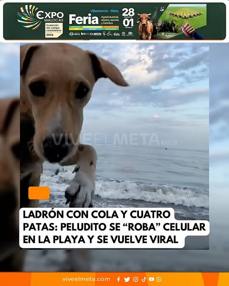 Ni en la playa se está a salvo… pero cuando el “delincuente”